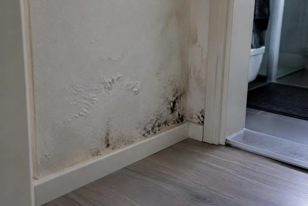 Lekdetectie Lisse – vochtplek met schimmel op een muur
